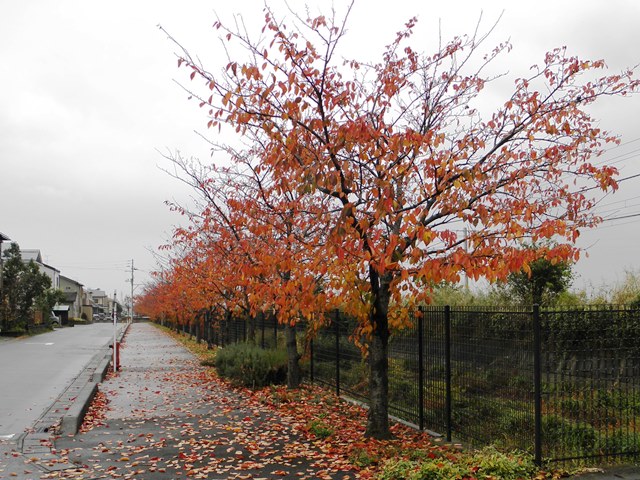 pieces of persimmon ready for eating