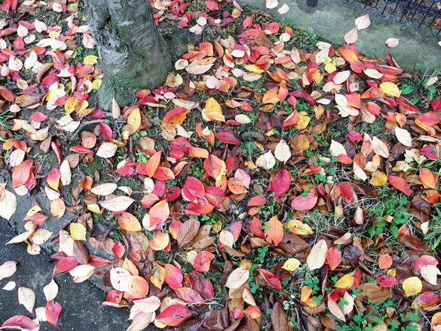 View of Iide Mountain, from Niigata