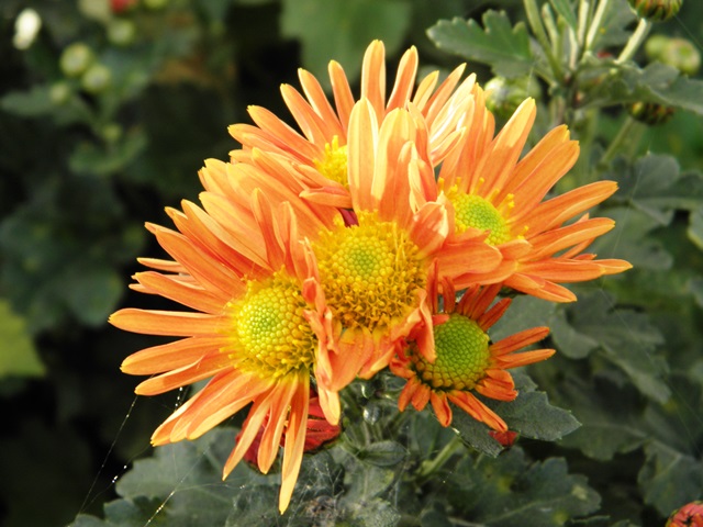 Digital Photo taken in Niigata JAPAN