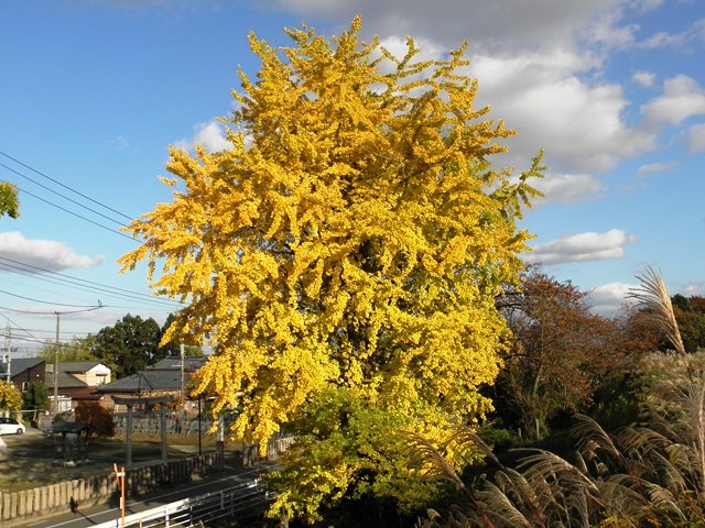 Digital Photo taken in Niigata JAPAN