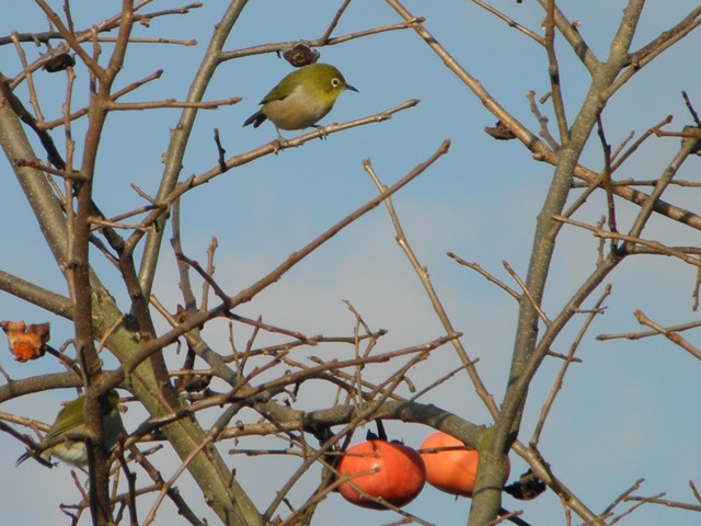 Digital Photo taken in Niigata JAPAN