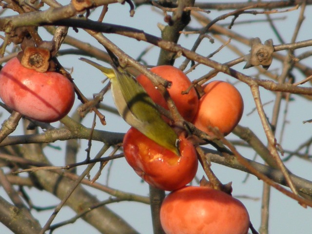 Digital Photo taken in Niigata JAPAN