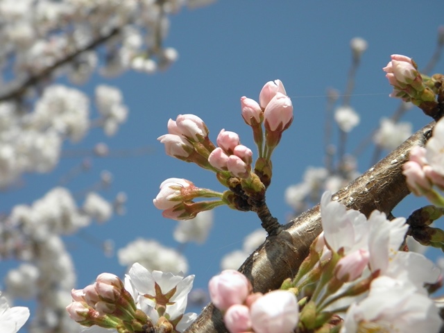 Photo taken in Niigata JAPAN