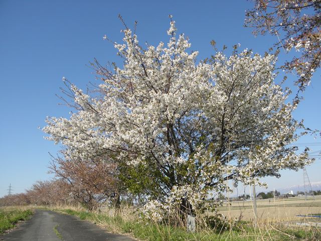 Photo taken in Niigata JAPAN