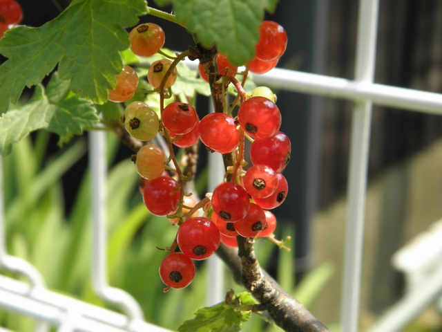 Photo taken in Niigata JAPAN