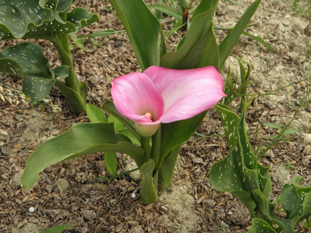 Photo taken in Niigata JAPAN