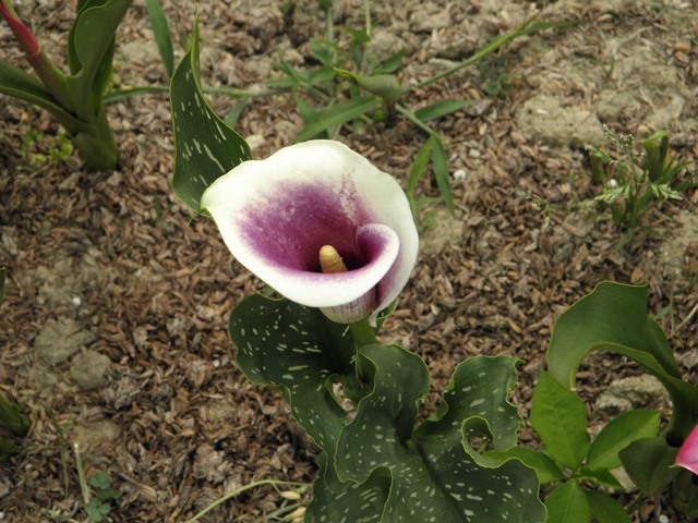 Photo taken in Niigata JAPAN