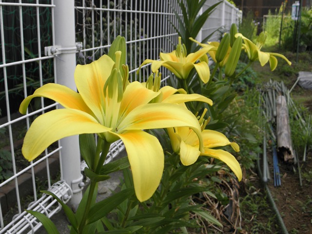 Photo taken in Niigata JAPAN